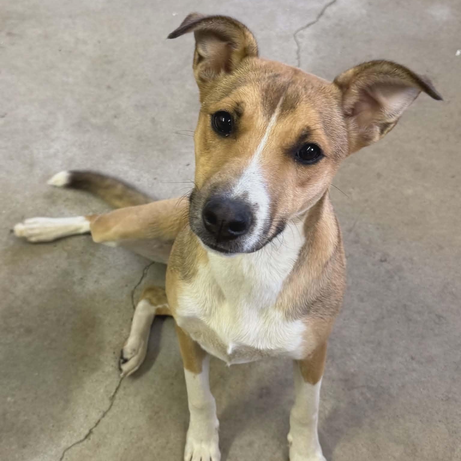 Enlarge Ranger, a ADOPTABLE mixed breed in Sparta, WI image 1/1