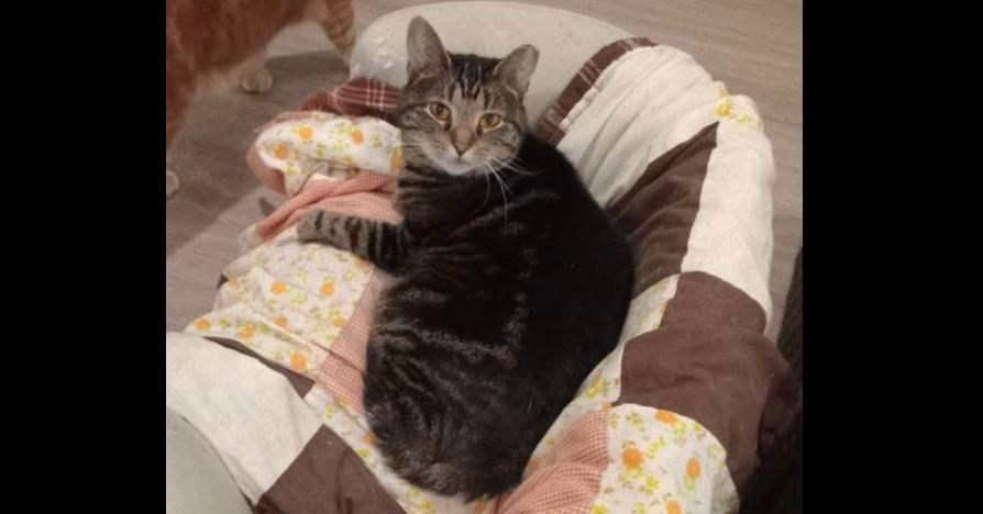 Ladybird, Adoptable, Adult Female Tabby.