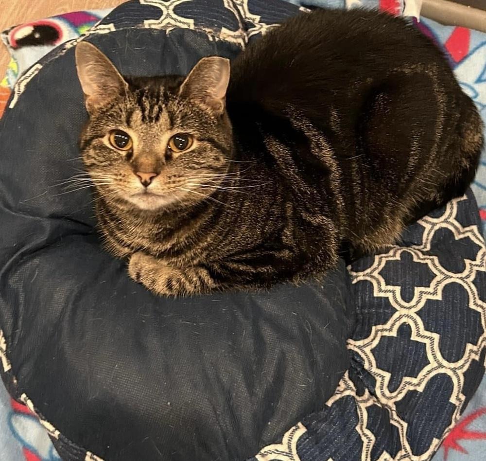 Ladybird, Adoptable, Adult Female Tabby.