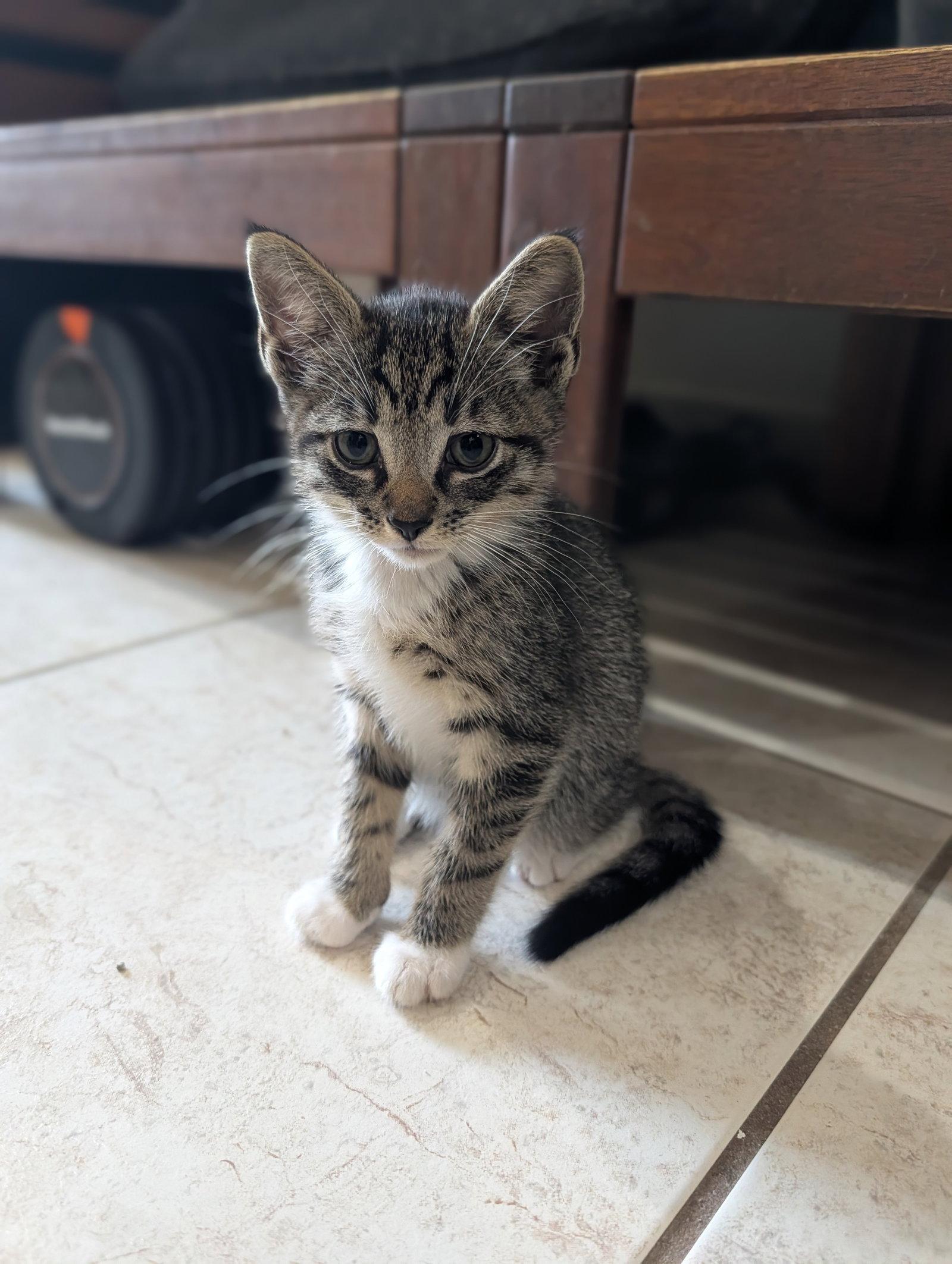 Enlarge Chandler, a Adoptable Domestic Short Hair in Orlando, FL image 1/1