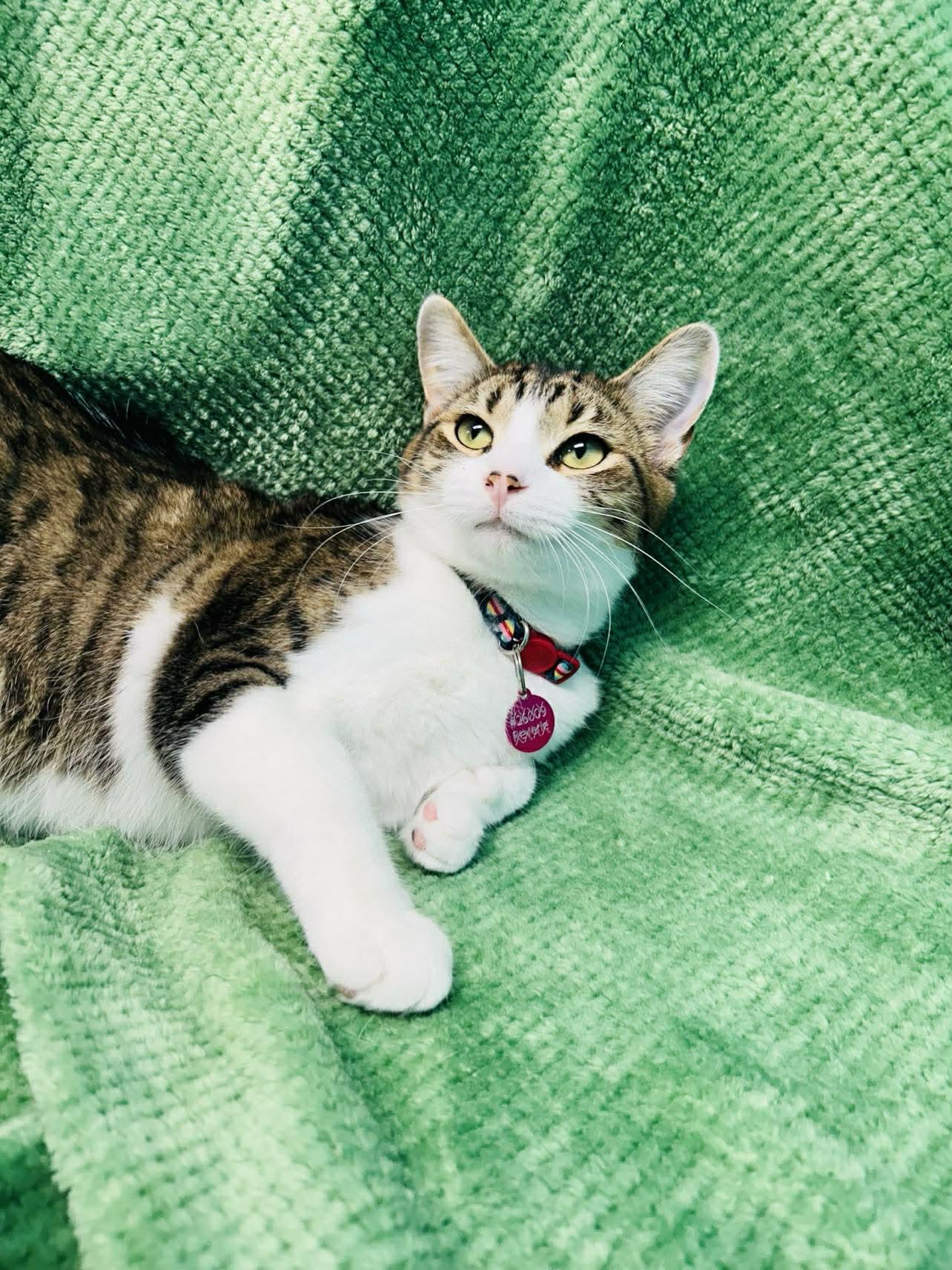 Enlarge Lavita , a ADOPTABLE Domestic Short Hair in Alexandria, MN image 3/3