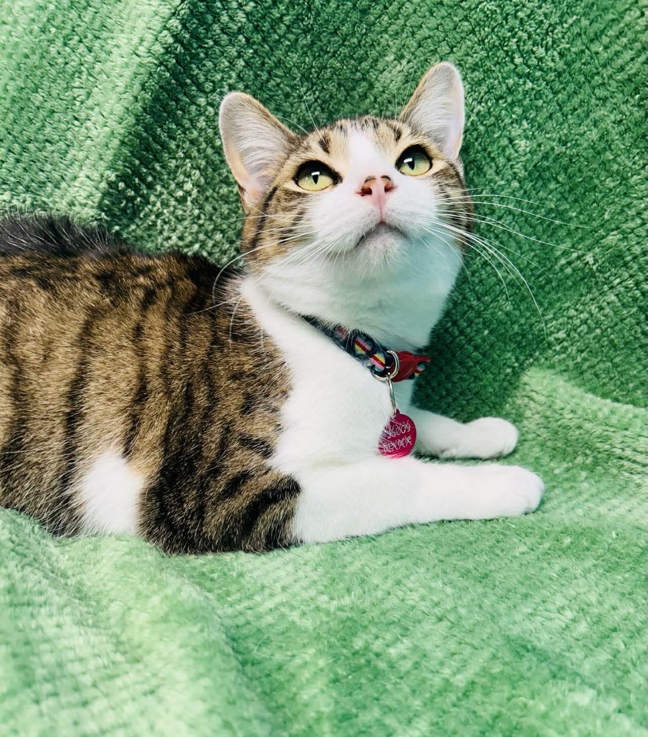 Enlarge Lavita , a ADOPTABLE Domestic Short Hair in Alexandria, MN image 2/3