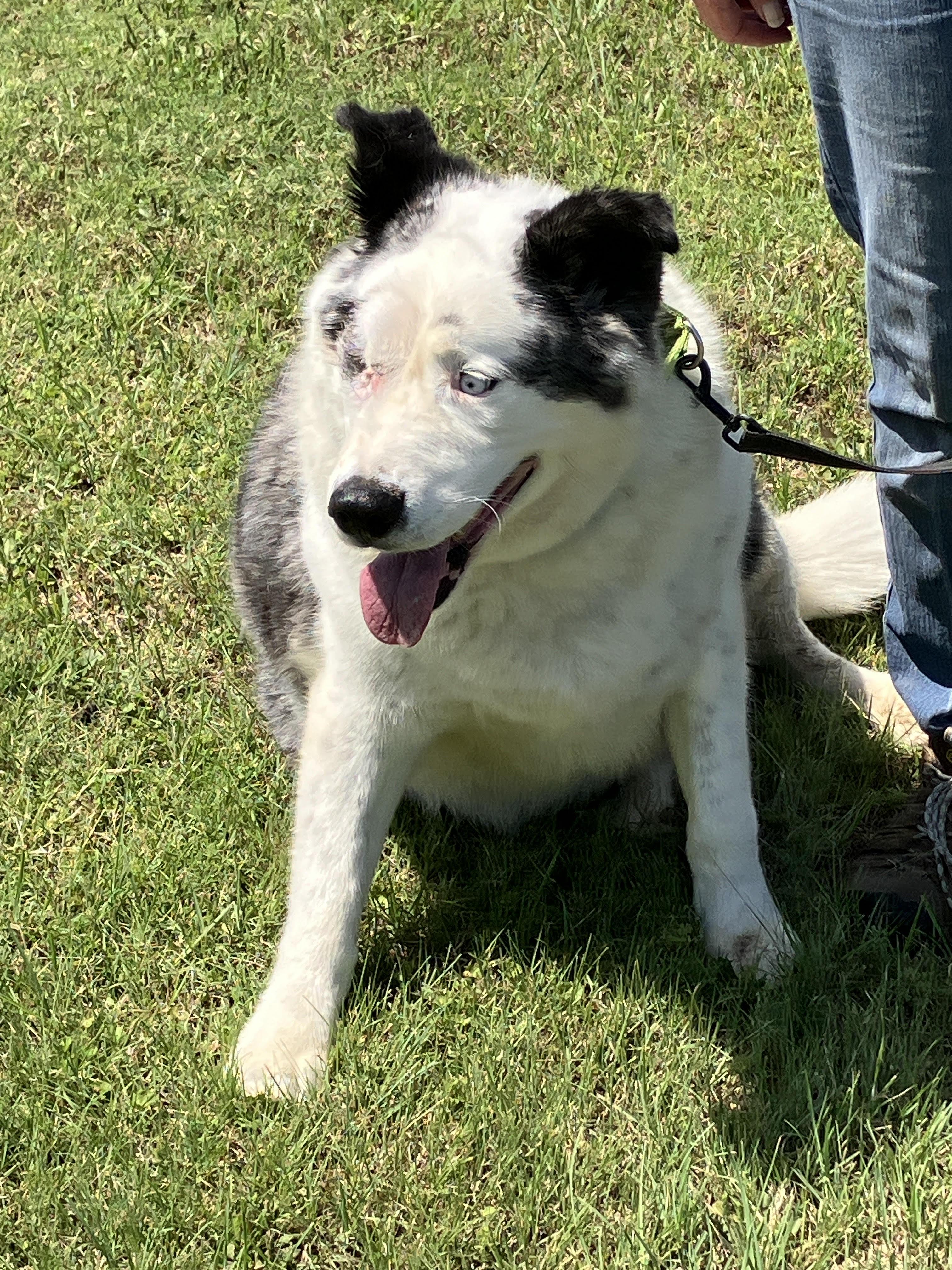 HANK-Walking Ottoman, a Adoptable mixed breed in Winchester, VA image 1/6