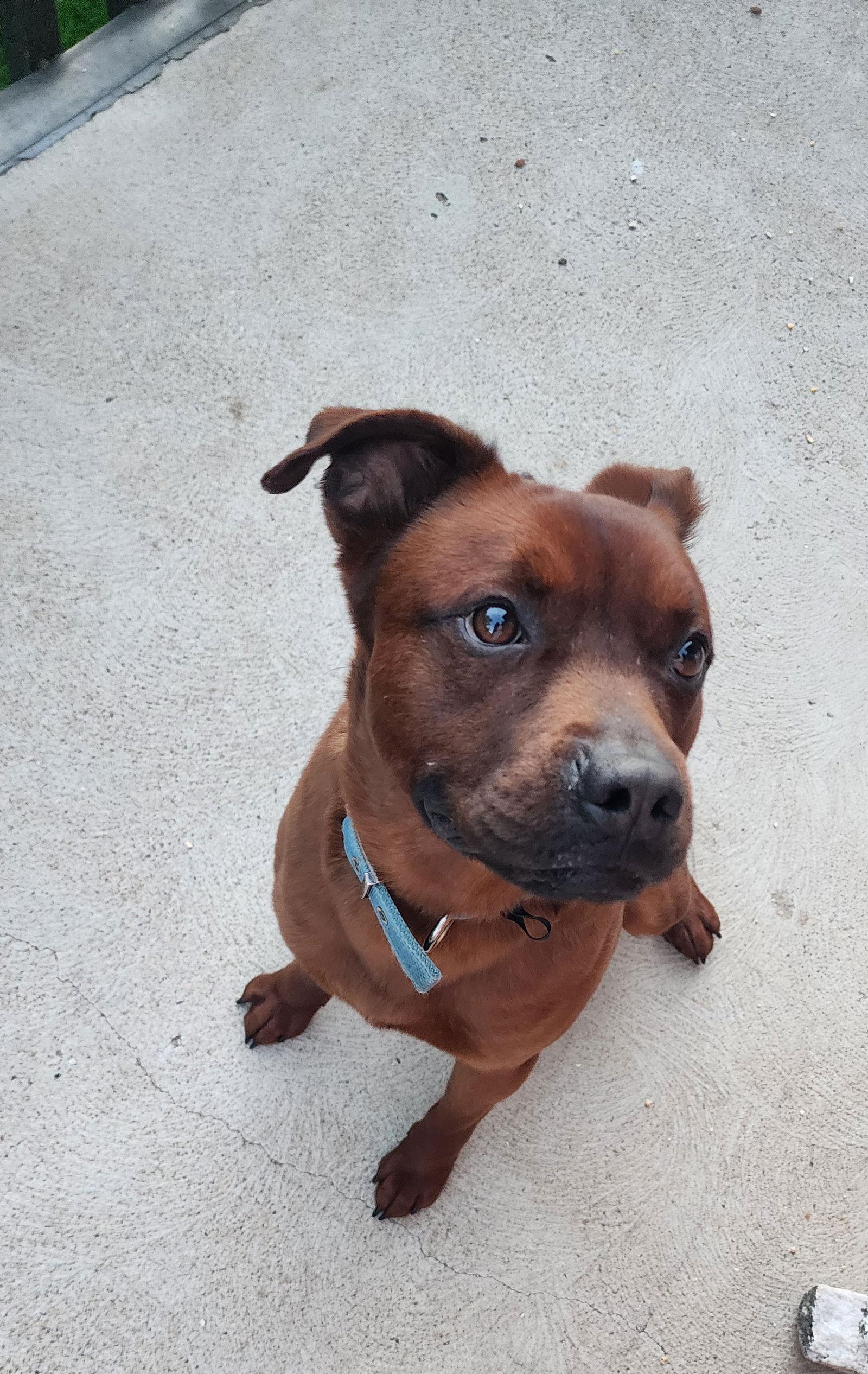 Roscoe (Courtesy), a Adoptable Pit Bull Terrier in Aurora, CO image 1/3