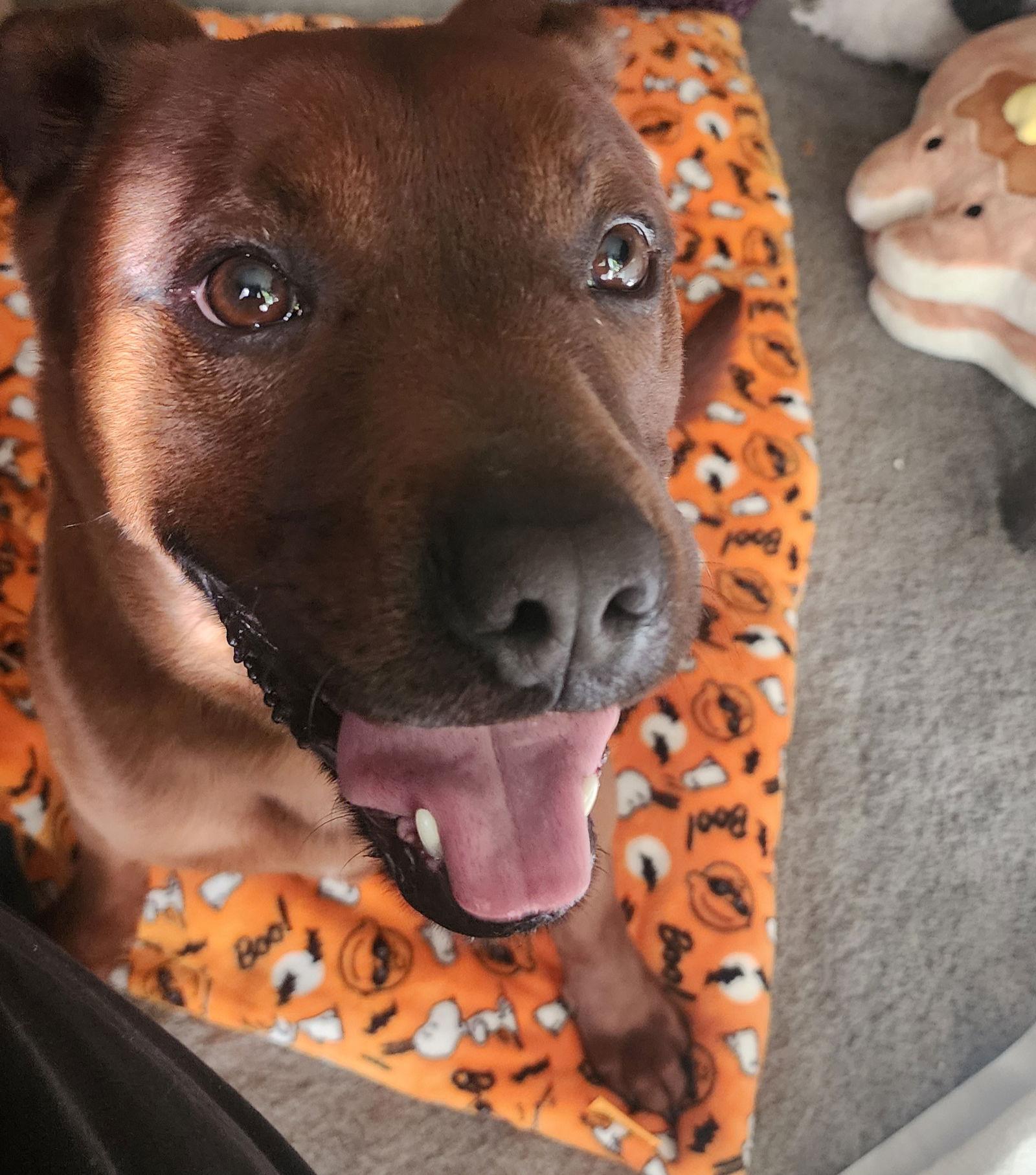 Roscoe (Courtesy), a Adoptable Pit Bull Terrier in Aurora, CO image 2/3