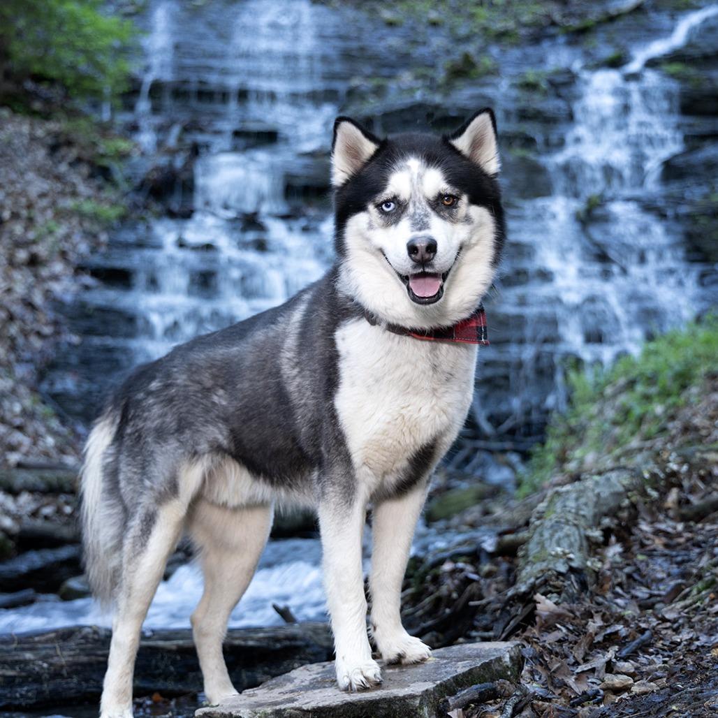 Max, Adoptable, Adult Male Siberian Husky.