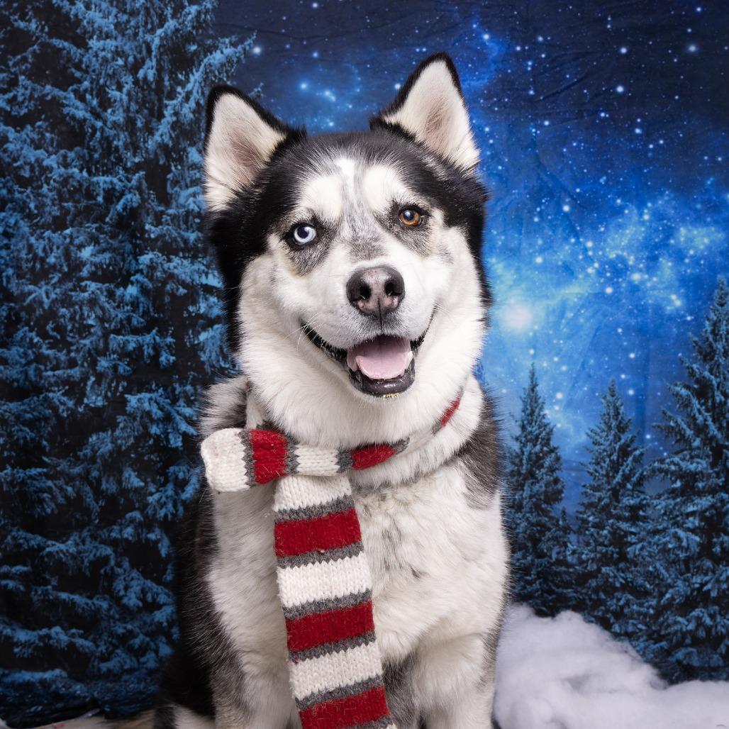 Max, a Adoptable Siberian Husky image 2/6