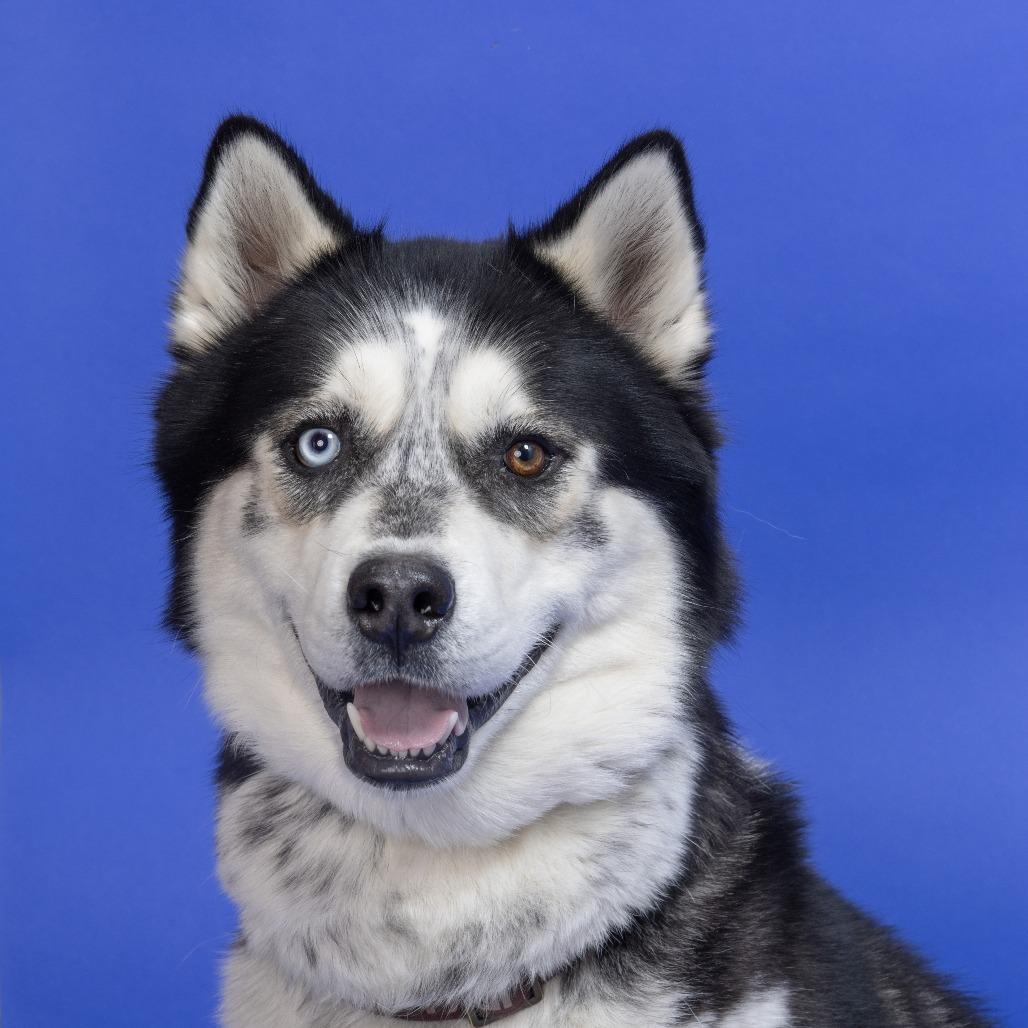 Max, a Adoptable Siberian Husky image 3/6