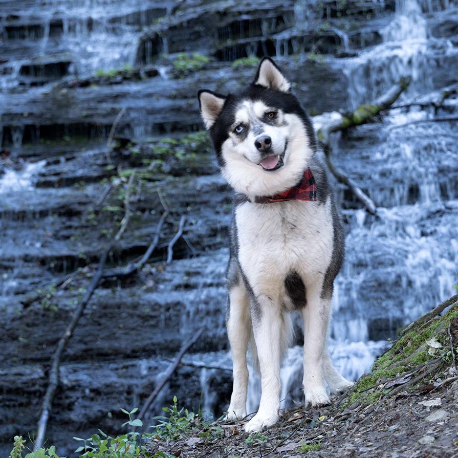 Max, a Adoptable Siberian Husky image 4/6