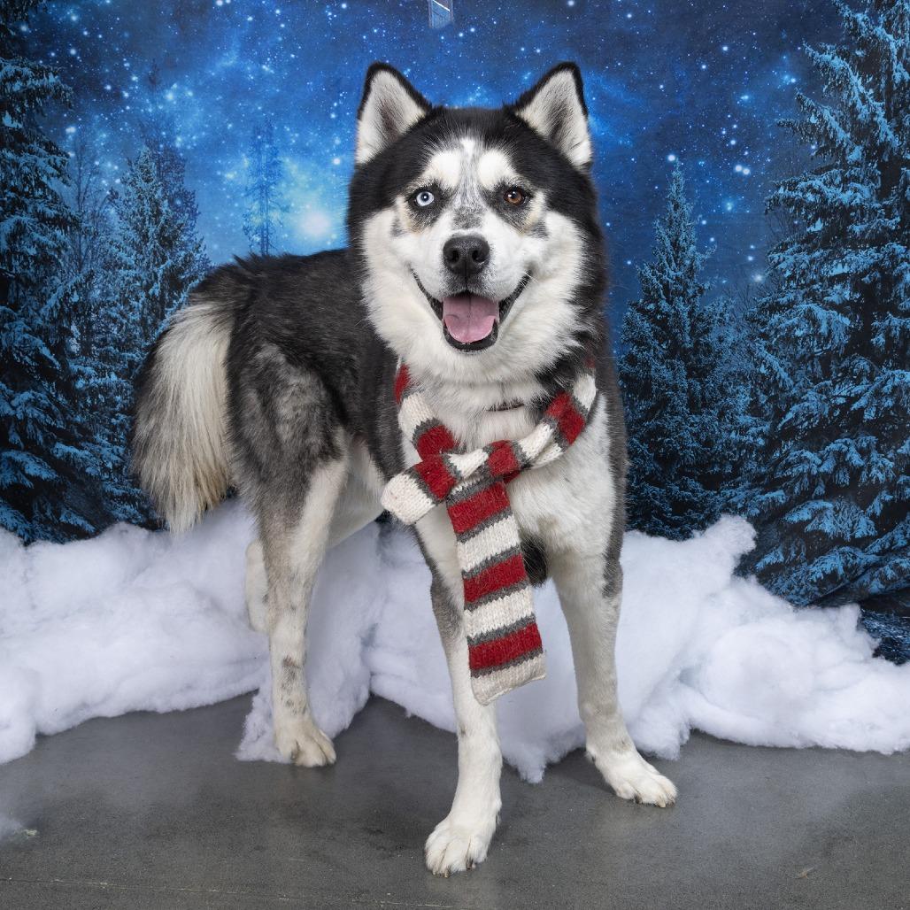 Max, a Adoptable Siberian Husky image 5/6