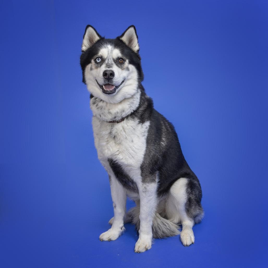 Max, a Adoptable Siberian Husky image 6/6