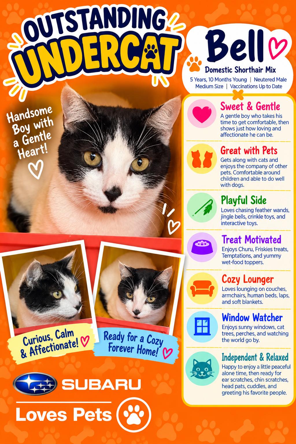 Bell, Adopted, Adult Male Domestic Short Hair.