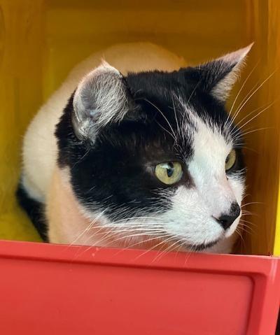 Enlarge Bell, a Adopted Domestic Short Hair in Winter Haven, FL image 3/4