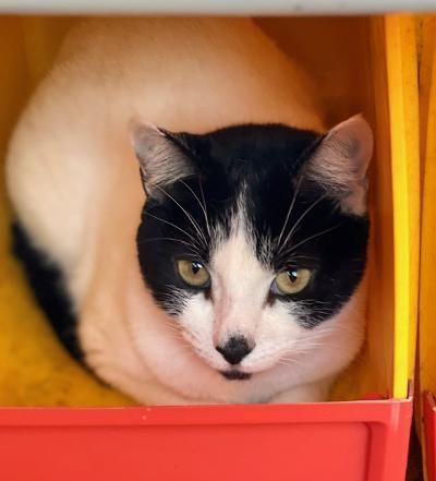Enlarge Bell, a Adopted Domestic Short Hair in Winter Haven, FL image 4/4
