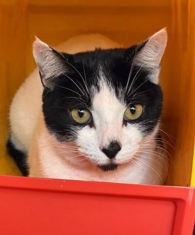 Enlarge Bell, a Adopted Domestic Short Hair in Winter Haven, FL image 2/4