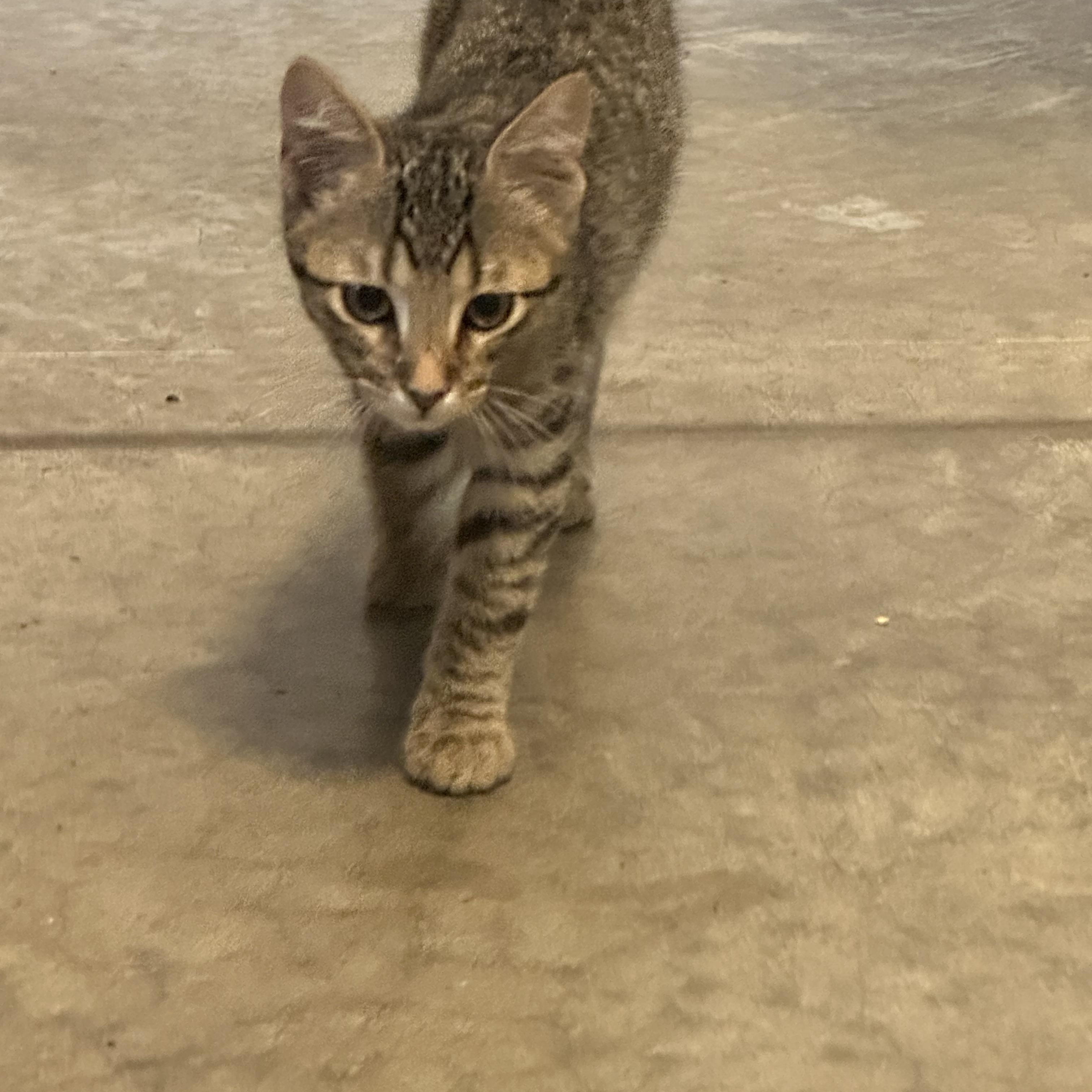 Danny, a Adoptable Tabby in Tahlequah, OK image 2/4