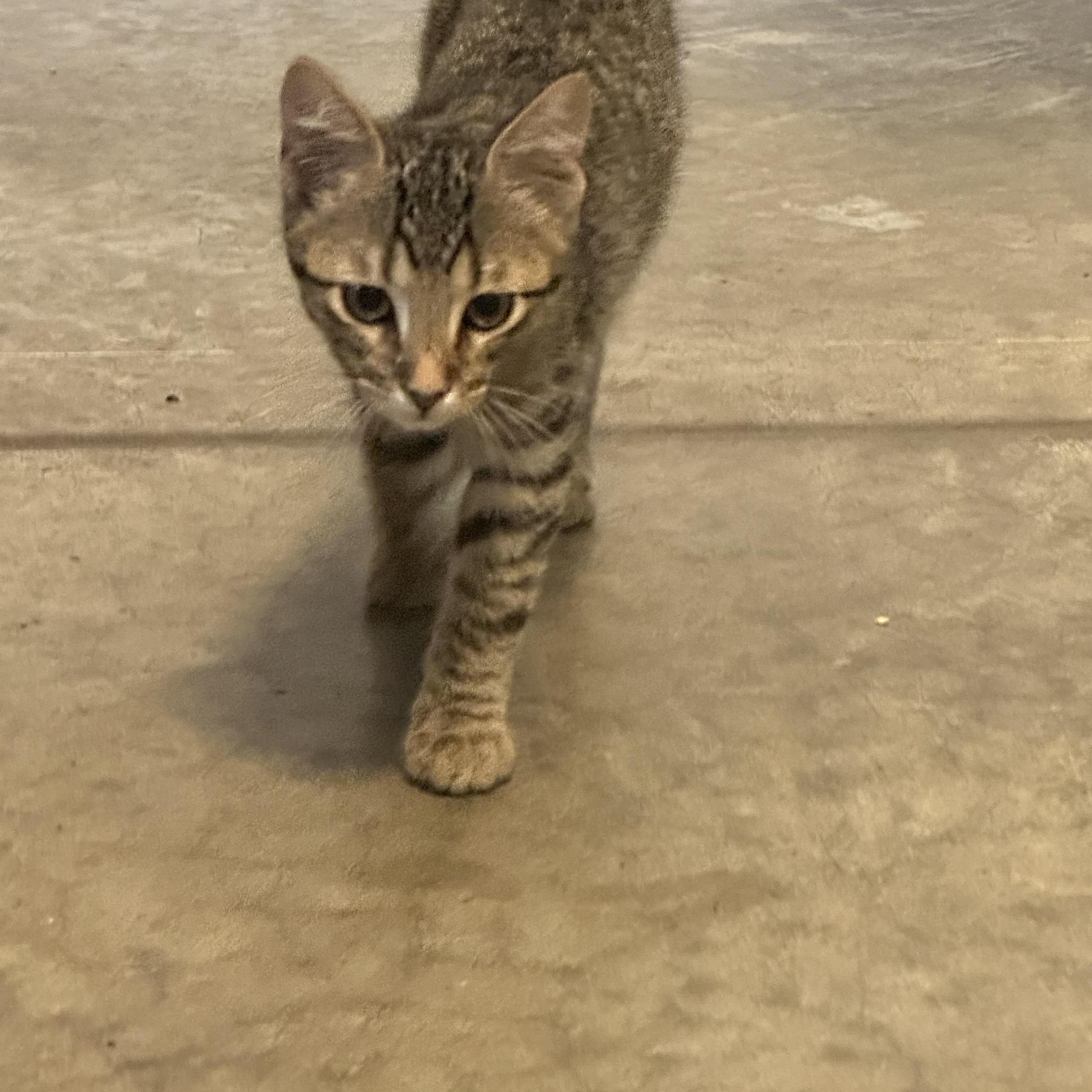 Danny, a Adoptable Tabby in Tahlequah, OK image 4/6
