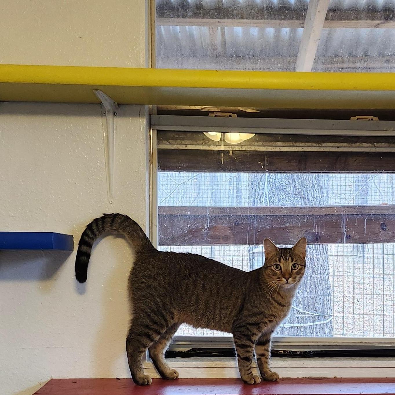 Danny, a Adoptable Tabby in Tahlequah, OK image 3/6