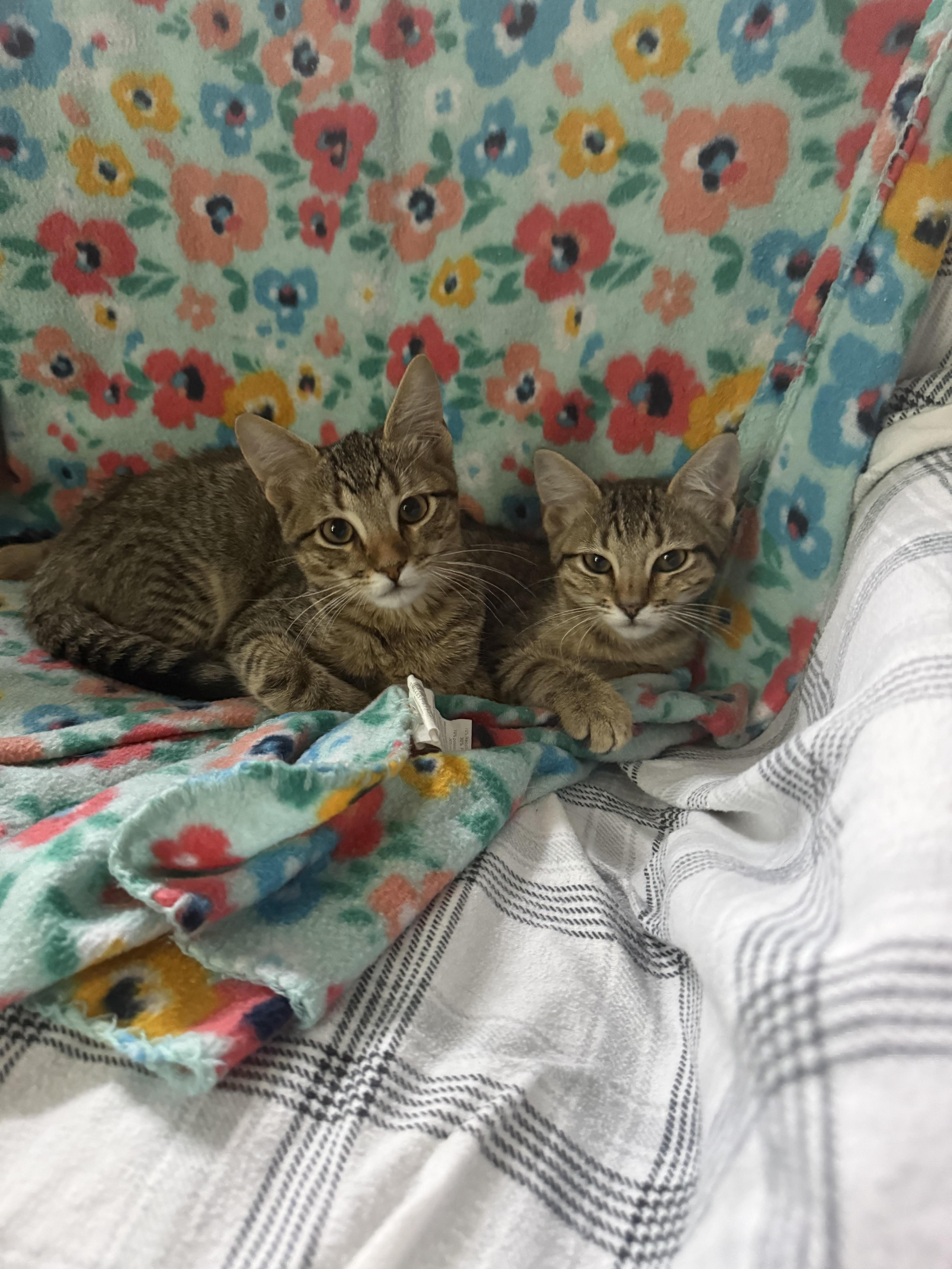Danny, a Adoptable Tabby in Tahlequah, OK image 5/6
