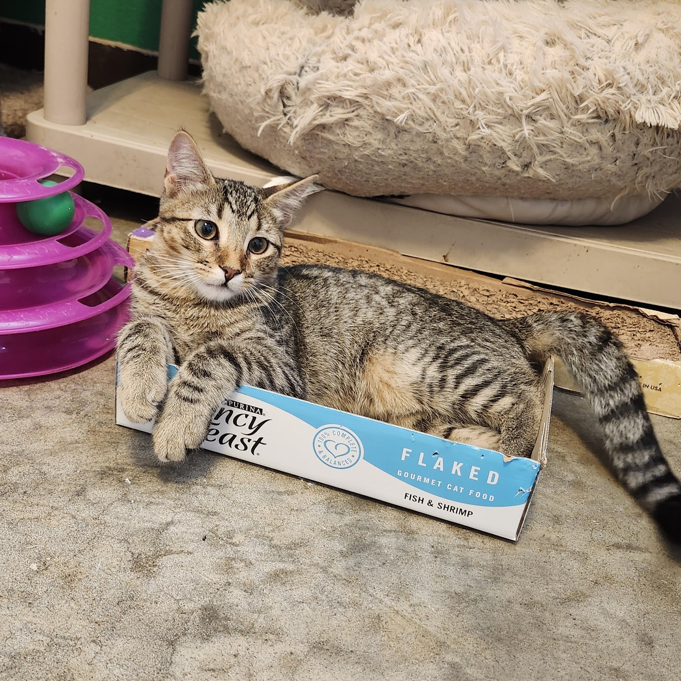 Danny, Adoptable, Young Male Tabby.