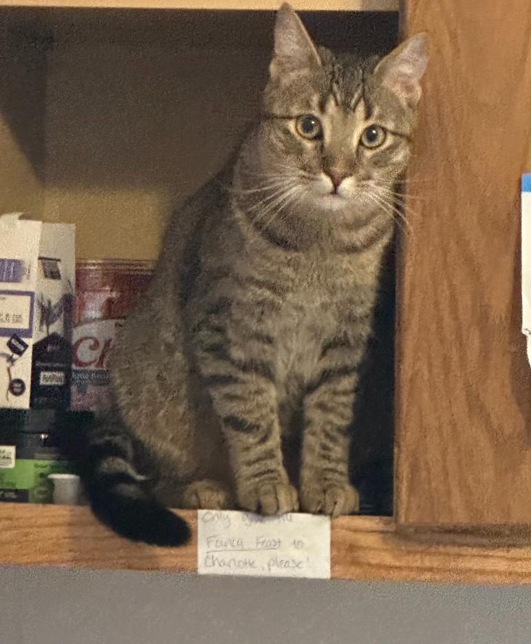 Danny, a Adoptable Tabby in Tahlequah, OK image 5/5