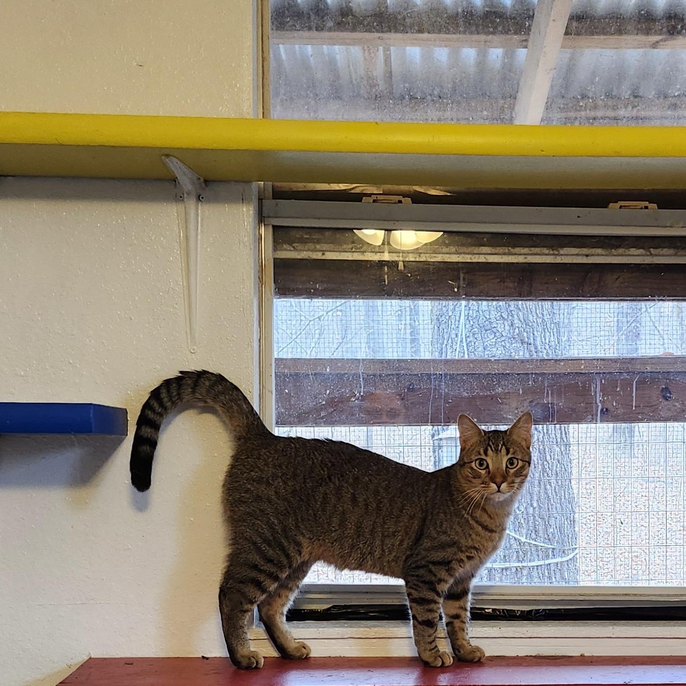 Enlarge Danny, a Adoptable Tabby in Tahlequah, OK image 1/6