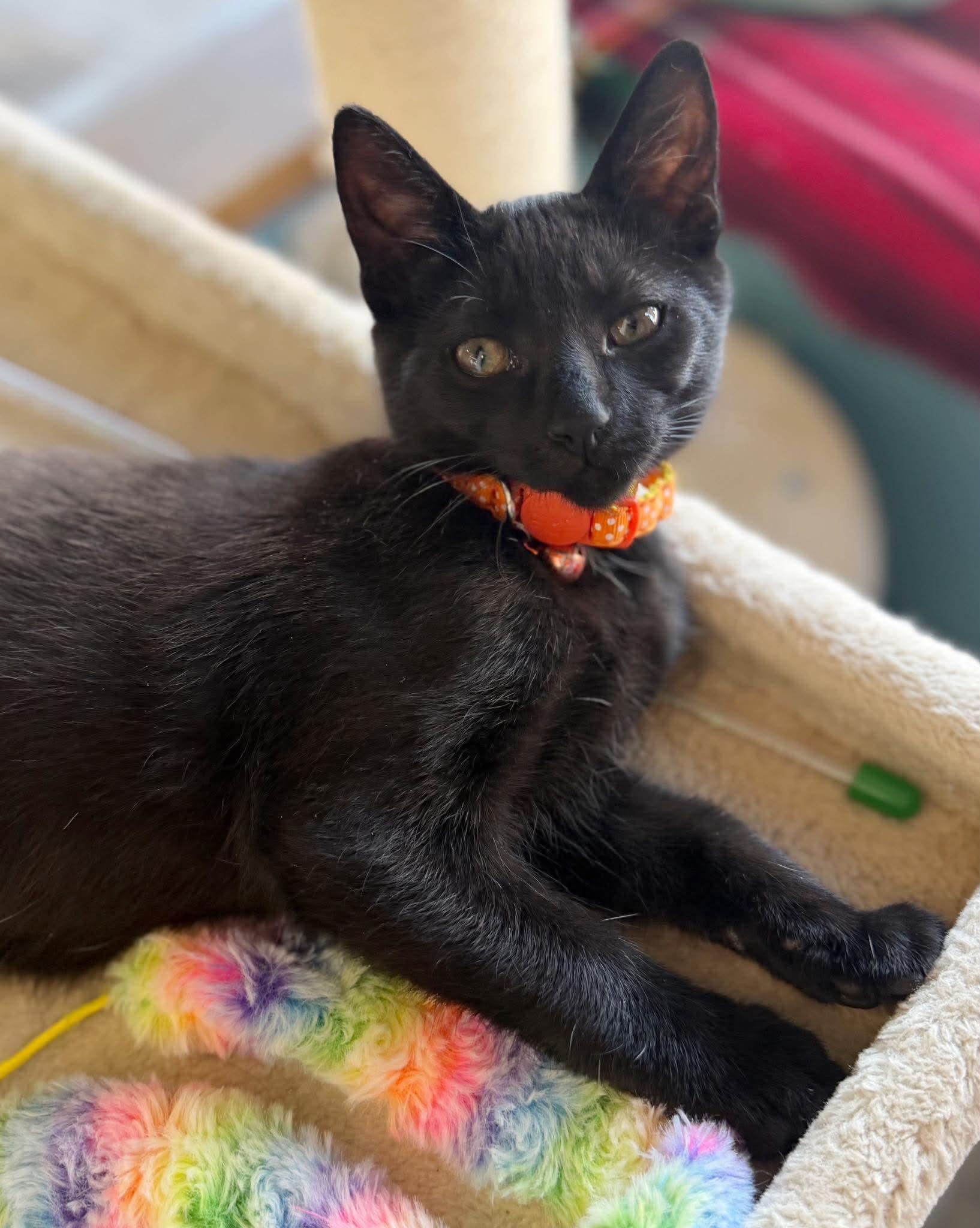 Teddy, a ADOPTABLE Domestic Short Hair in East Amherst, NY image 3/6