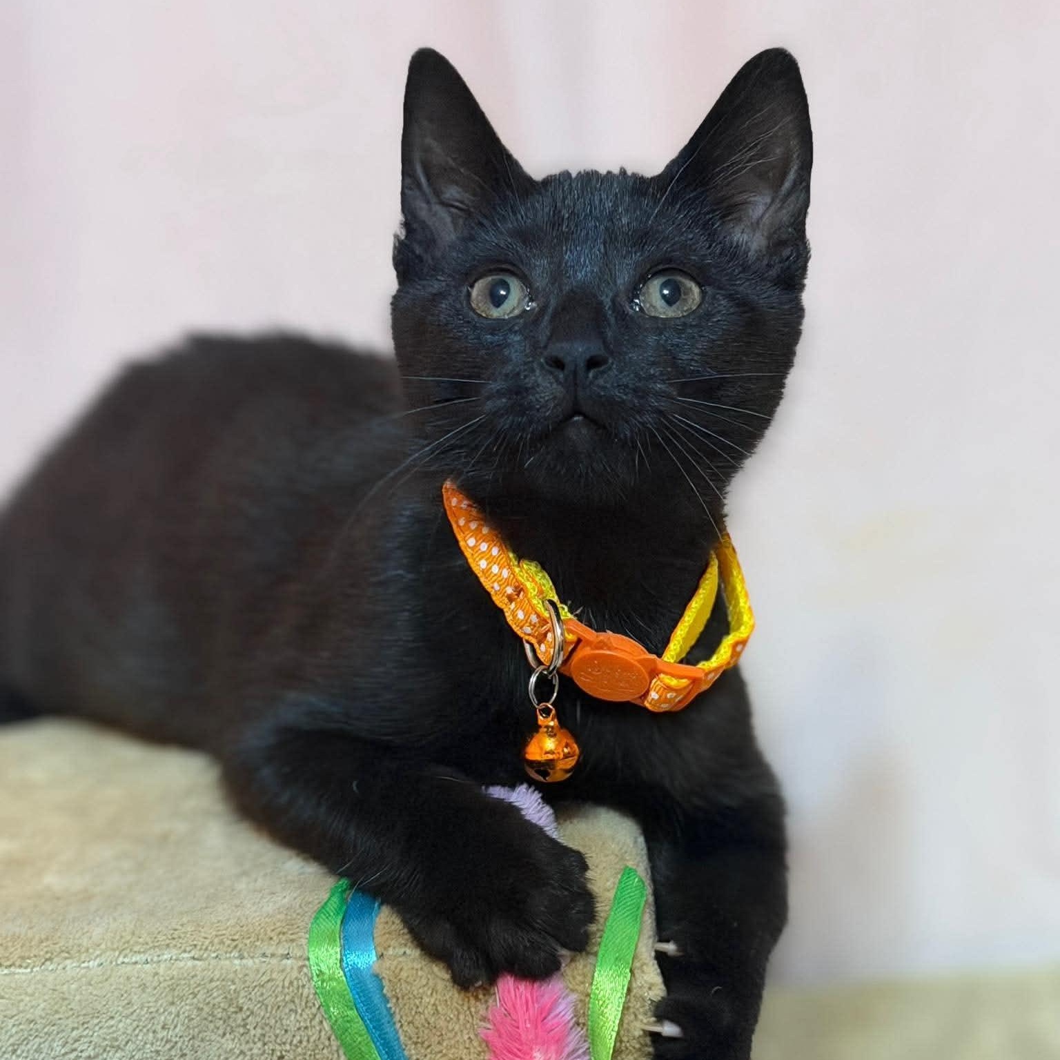 Teddy, a ADOPTABLE Domestic Short Hair in East Amherst, NY image 1/6