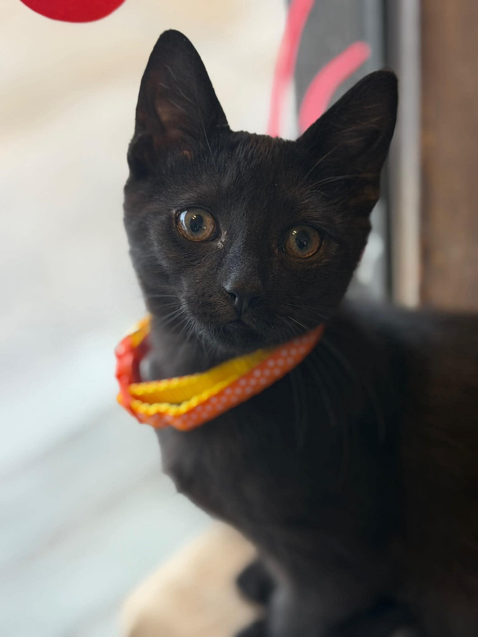 Teddy, a ADOPTABLE Domestic Short Hair in East Amherst, NY image 6/6