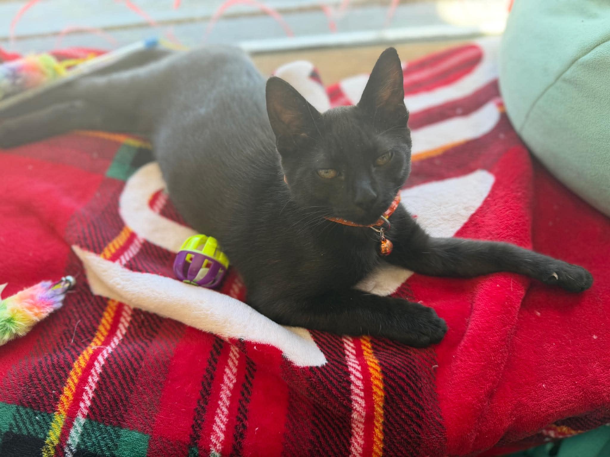 Teddy, a ADOPTABLE Domestic Short Hair in East Amherst, NY image 4/6