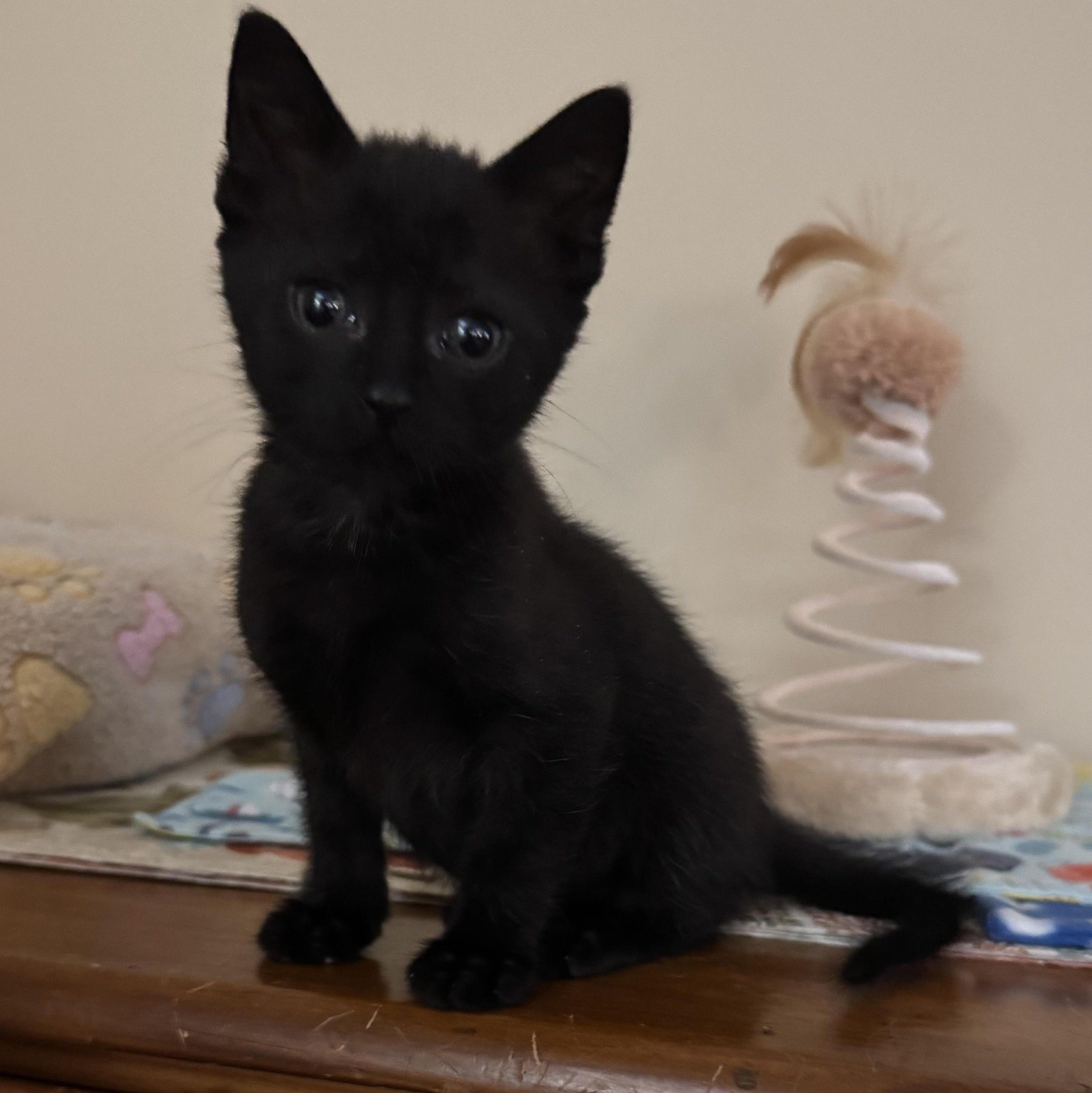 Enlarge Teddy, a ADOPTABLE Domestic Short Hair in East Amherst, NY image 3/5
