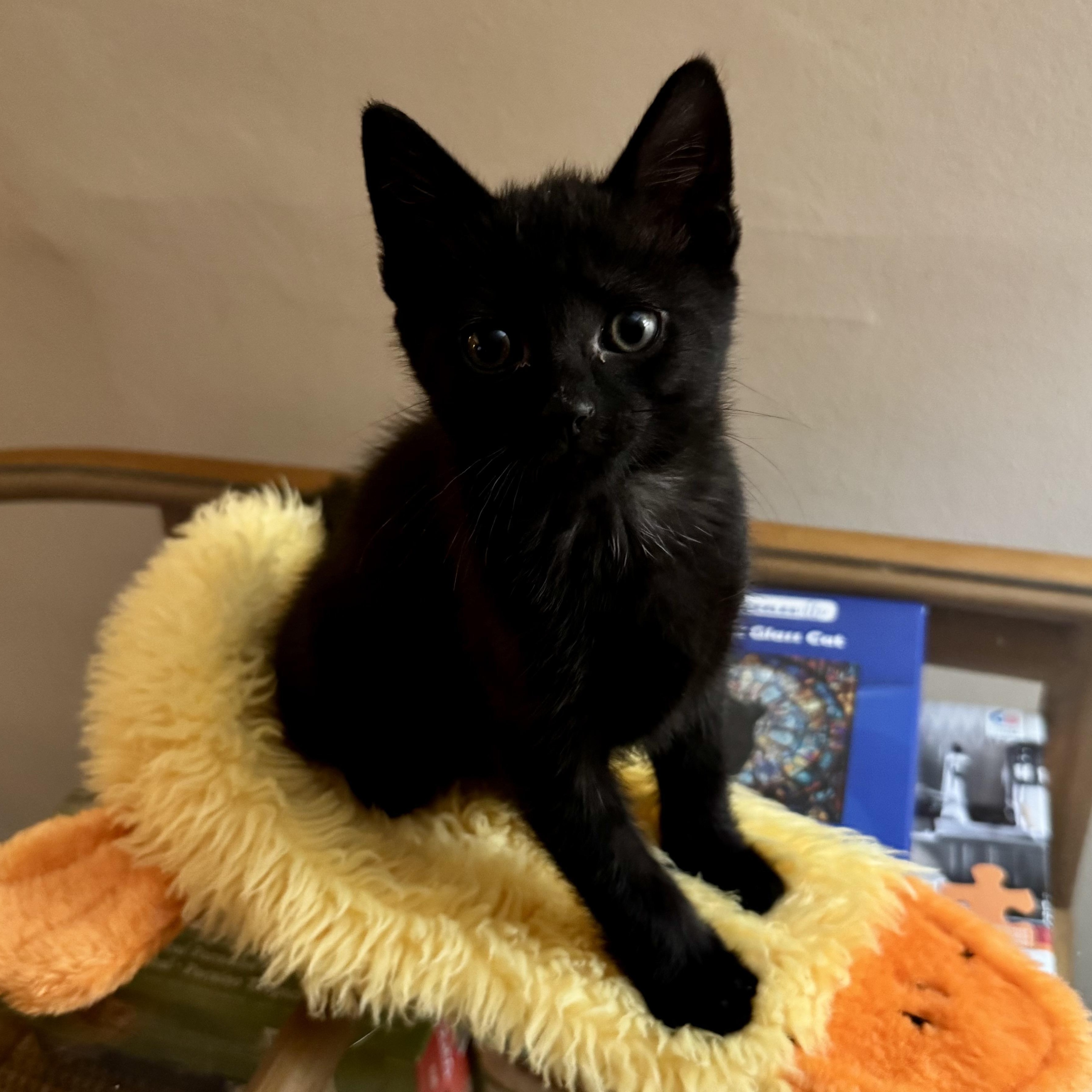 Teddy, ADOPTABLE, Kitten Male Domestic Short Hair.