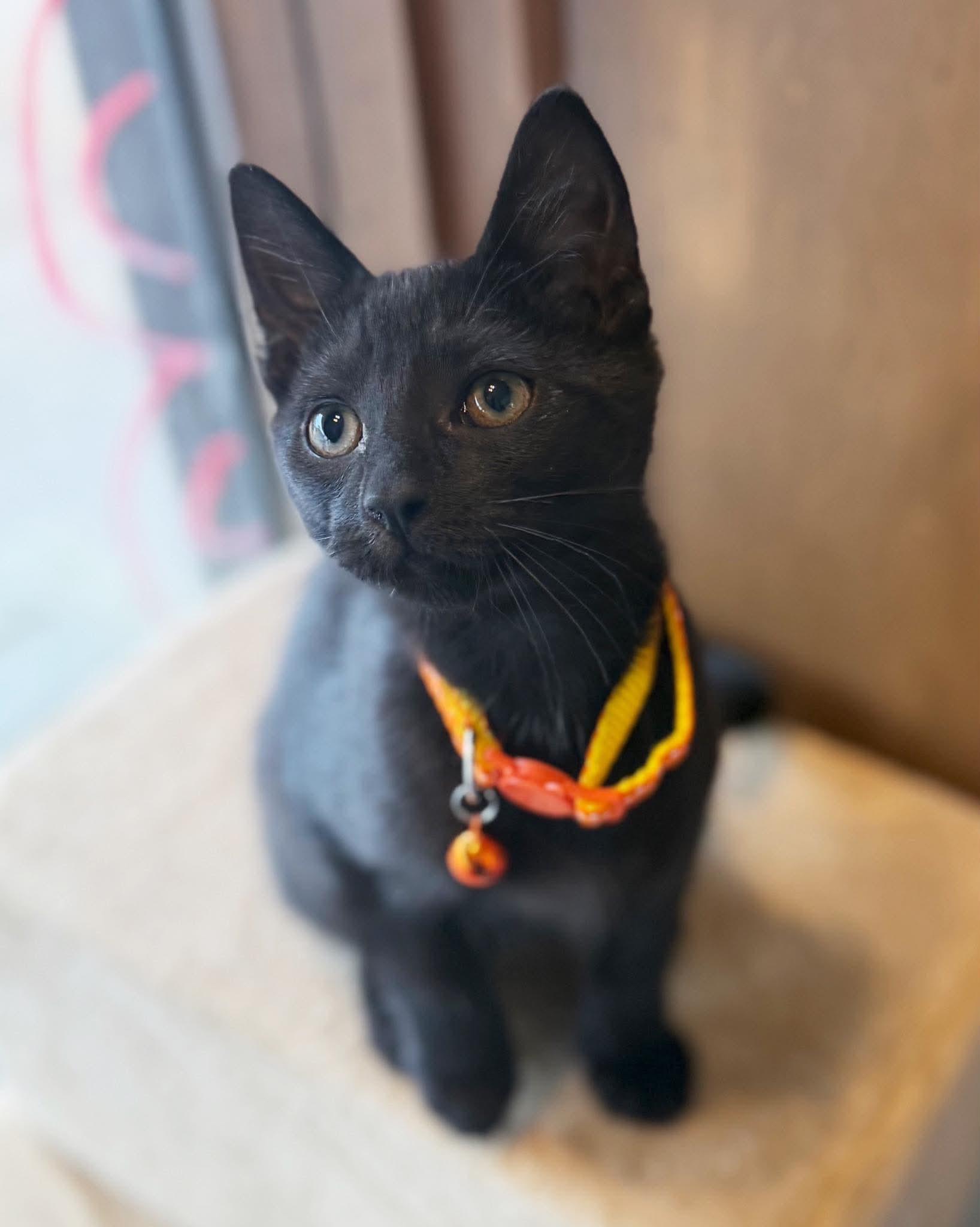 Teddy, a ADOPTABLE Domestic Short Hair in East Amherst, NY image 5/6