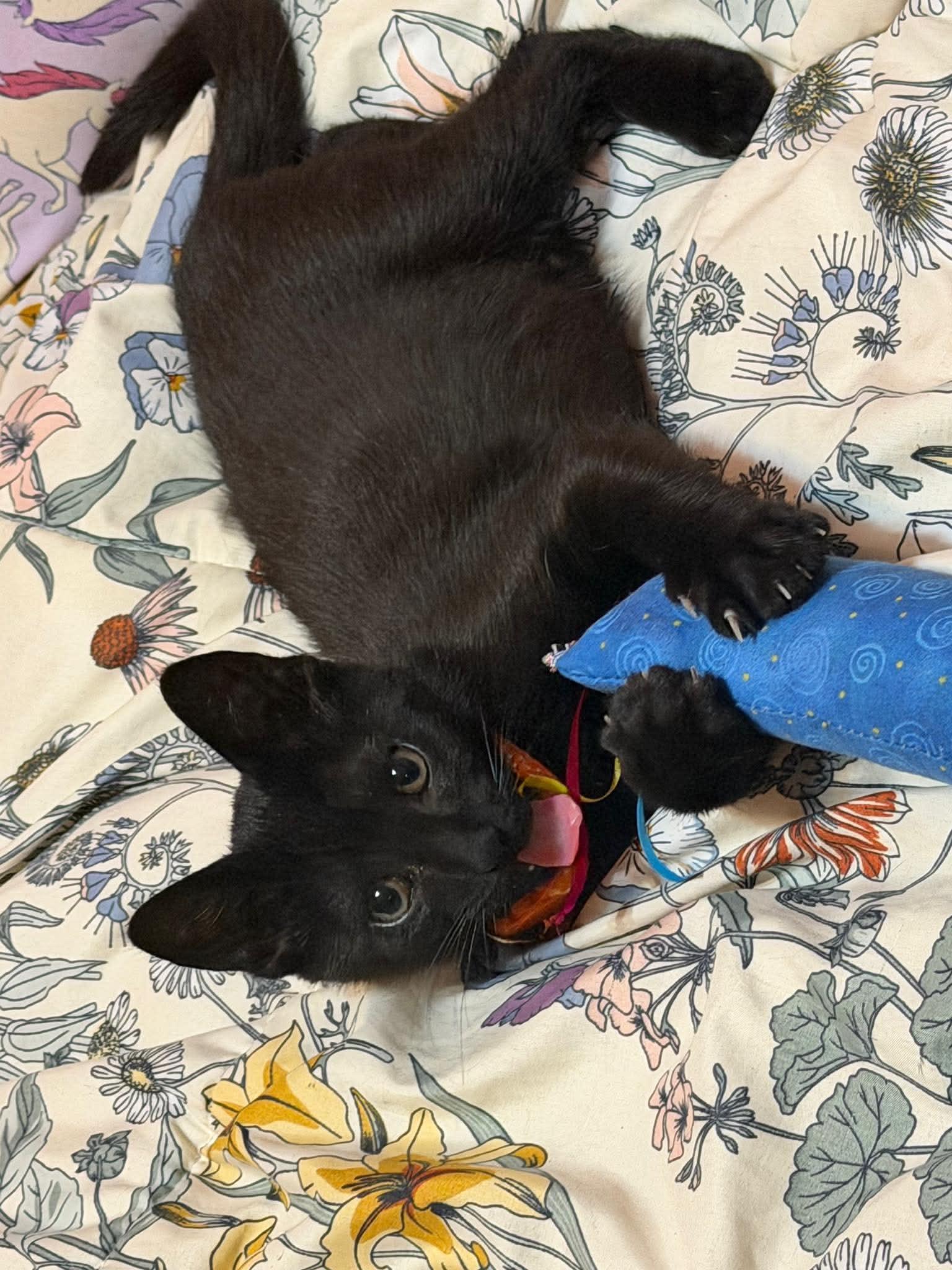 Teddy, a ADOPTABLE Domestic Short Hair in East Amherst, NY image 2/6