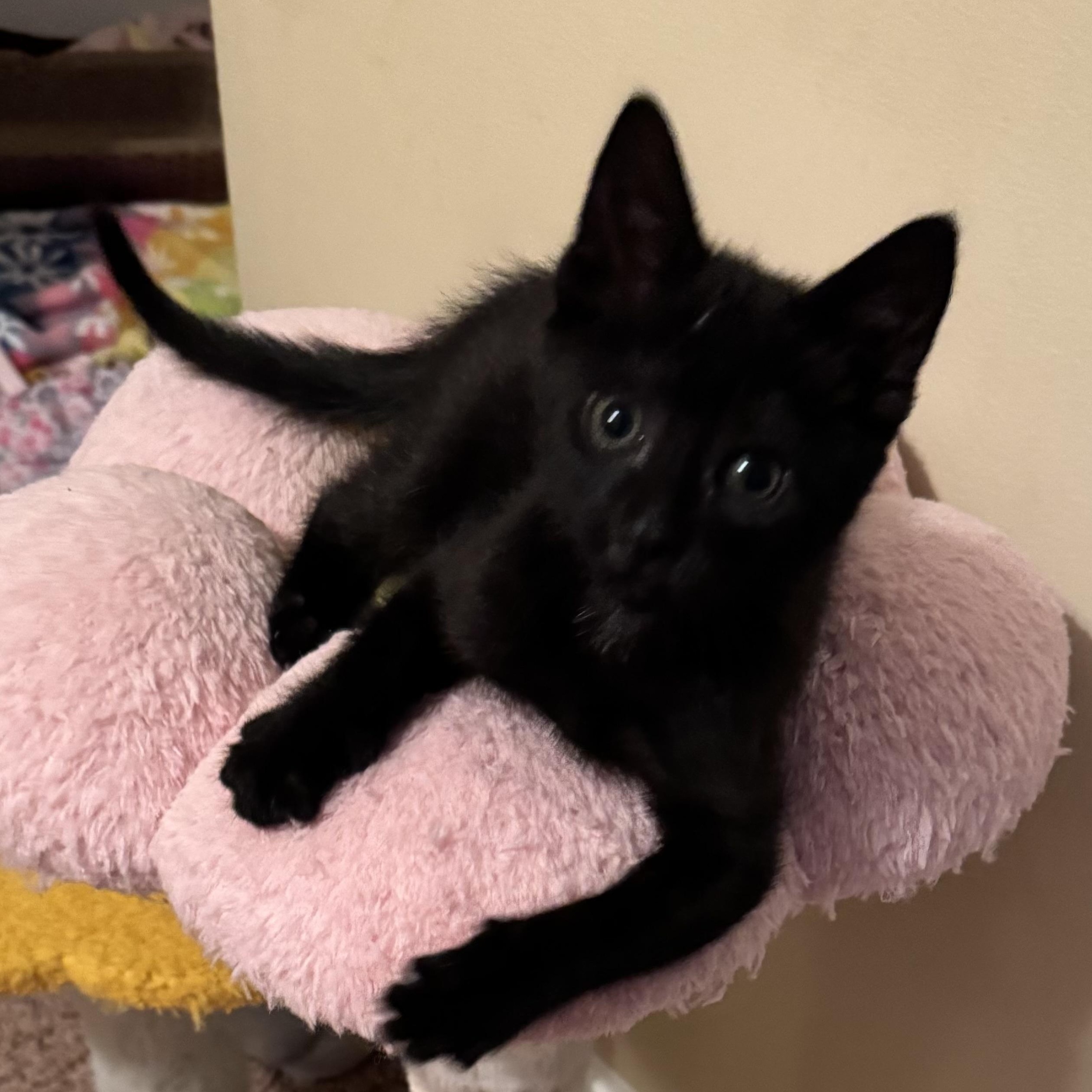 Enlarge Teddy, a ADOPTABLE Domestic Short Hair in East Amherst, NY image 2/5
