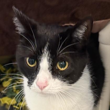 Enlarge Qui-Gon, an adoptable Domestic Short Hair in Lansing, MI image 1/2