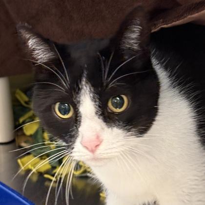Enlarge Qui-Gon, an adoptable Domestic Short Hair in Lansing, MI image 2/2