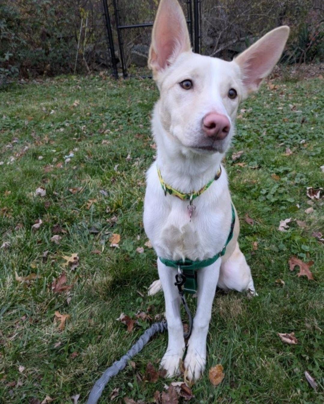 Zena, adopted, Young Female Husky.