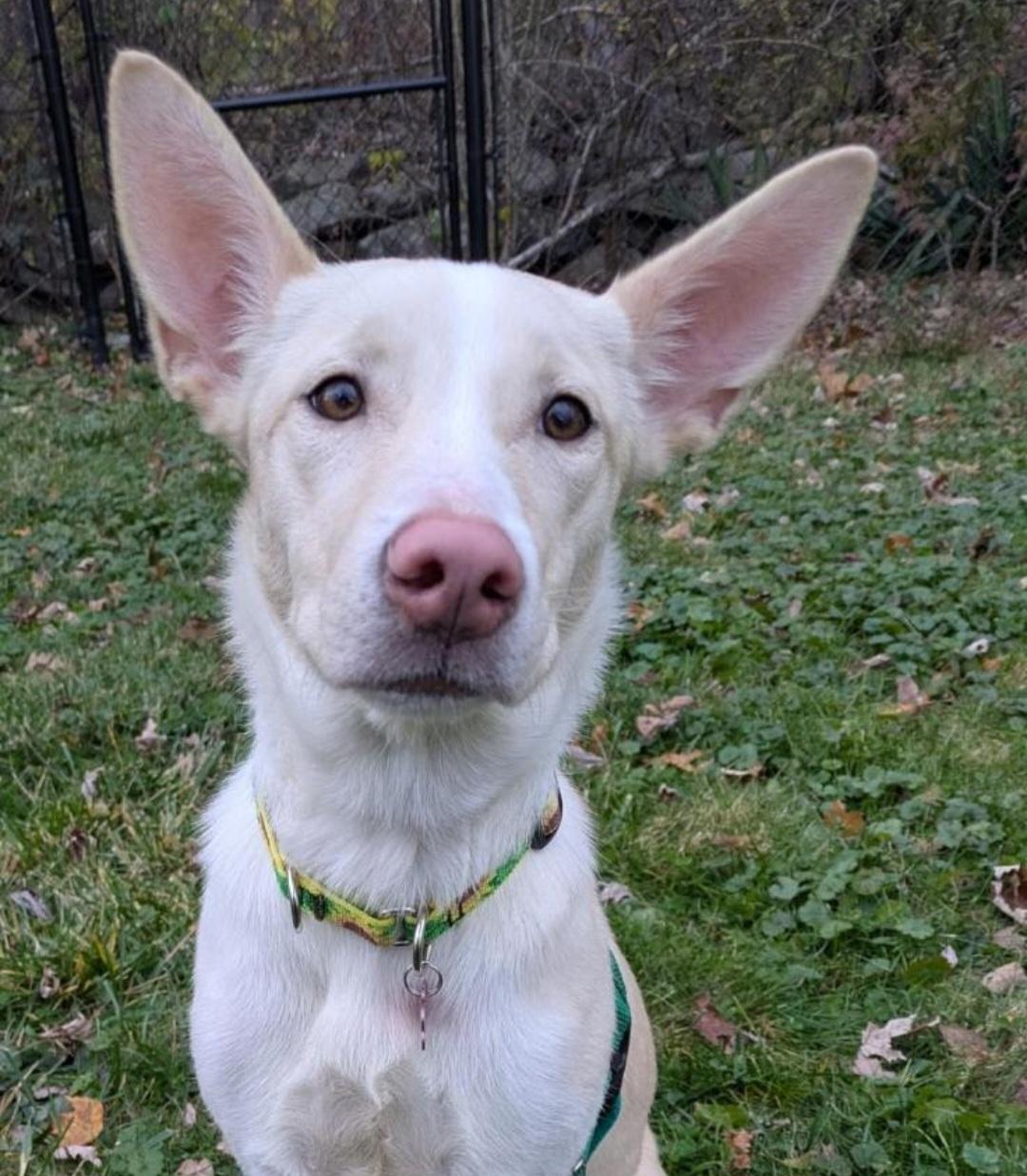 Zena, an adopted mixed breed in Cherry Valley, MA image 2/6
