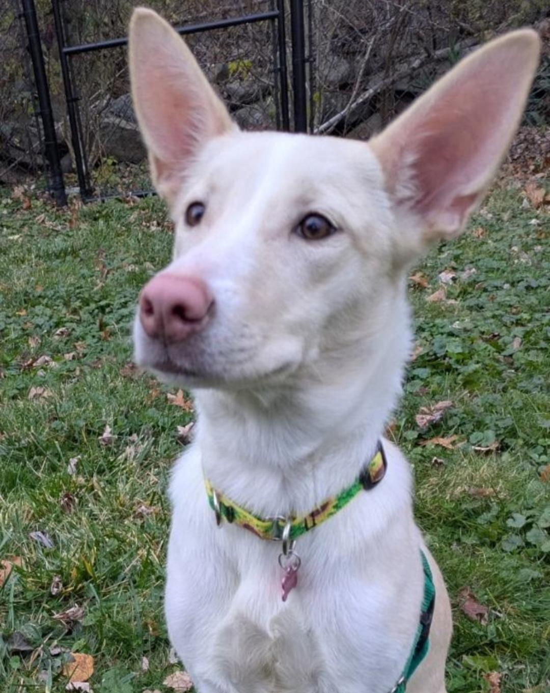 Zena, an adopted mixed breed in Cherry Valley, MA image 3/6