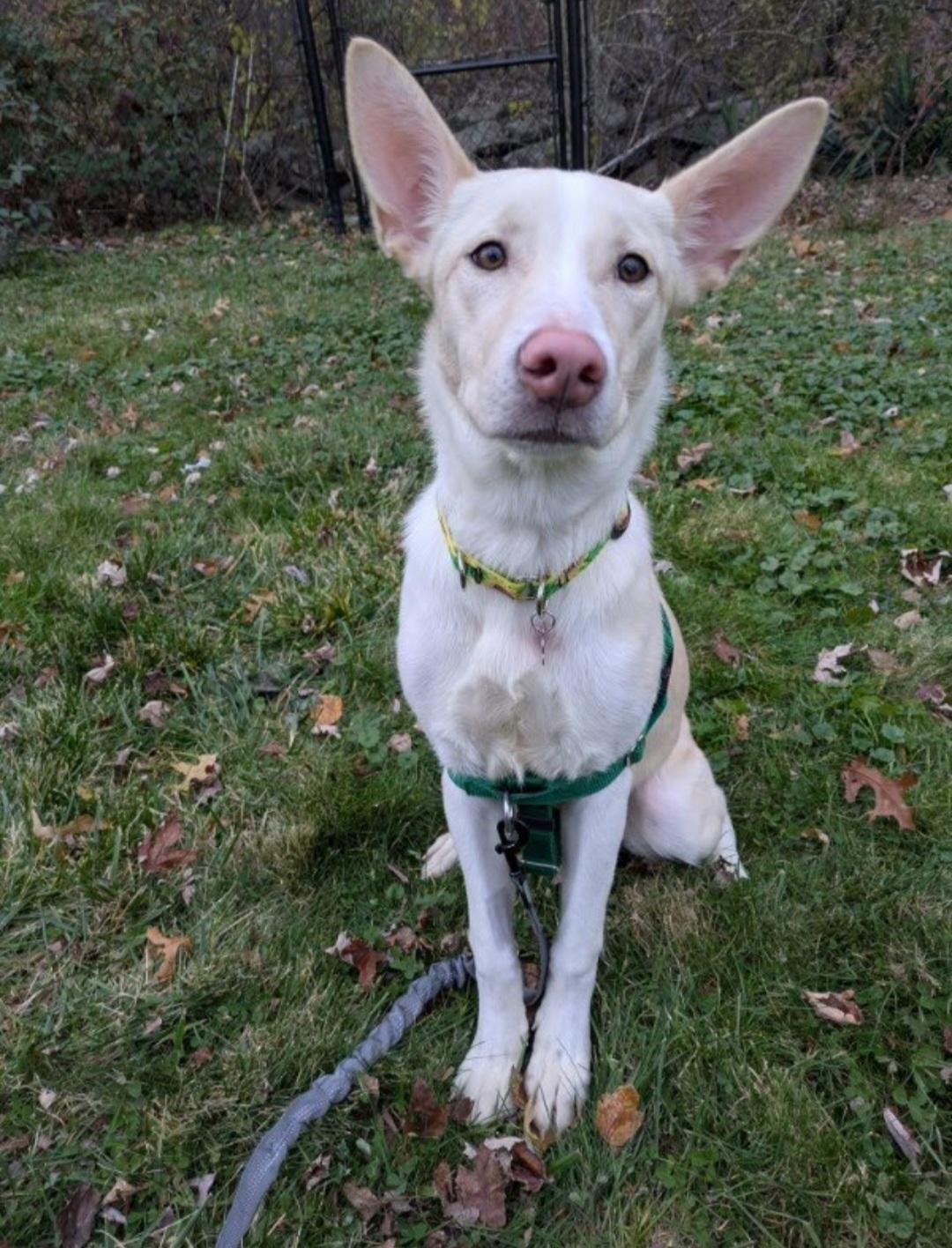 Zena, an adopted mixed breed in Cherry Valley, MA image 4/6