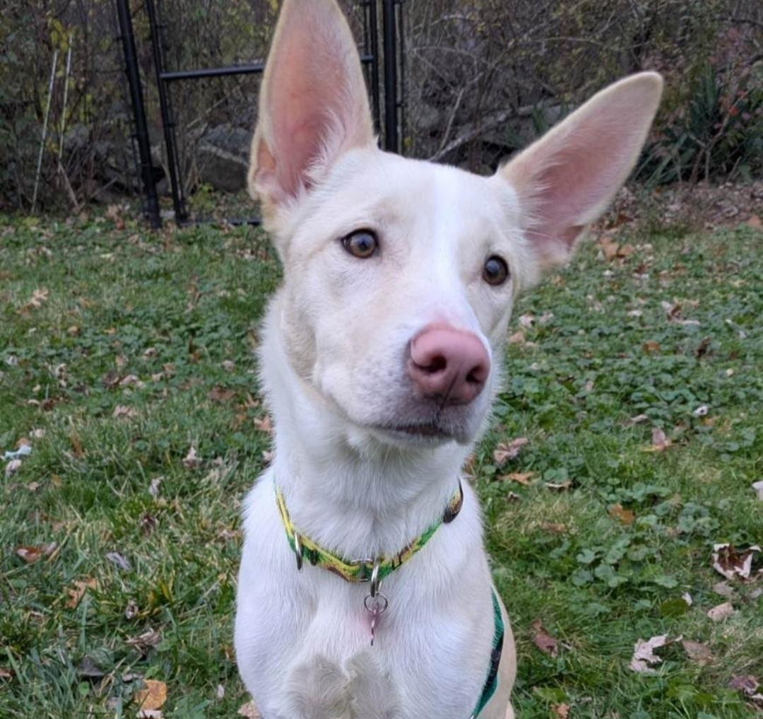 Zena, an adopted mixed breed in Cherry Valley, MA image 5/6