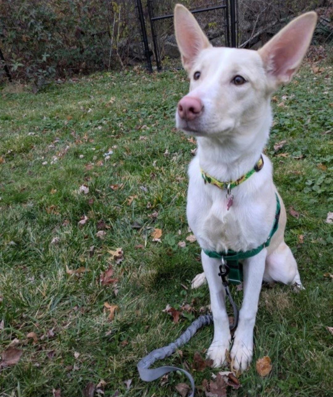 Zena, an adopted mixed breed in Cherry Valley, MA image 6/6