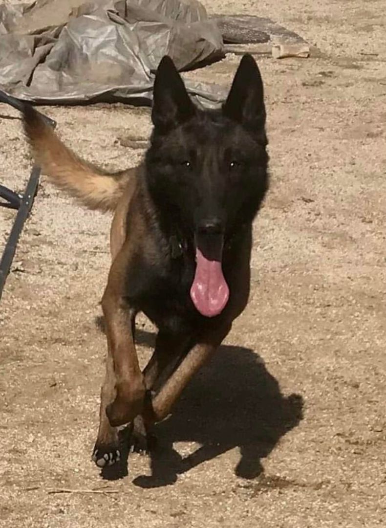 Crocket, Adoptable, Puppy Male Belgian Shepherd / Malinois.