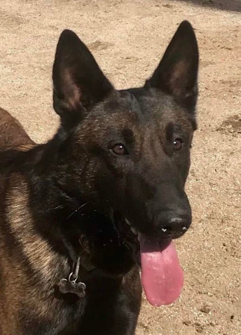 Crocket, a Adoptable Belgian Shepherd / Malinois in Agua Dulce, CA image 2/3