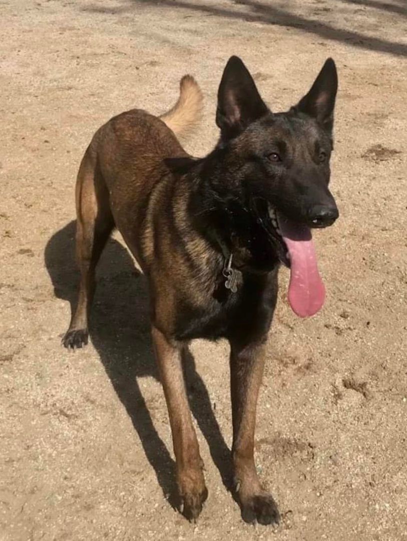 Crocket, a Adoptable Belgian Shepherd / Malinois in Agua Dulce, CA image 3/3