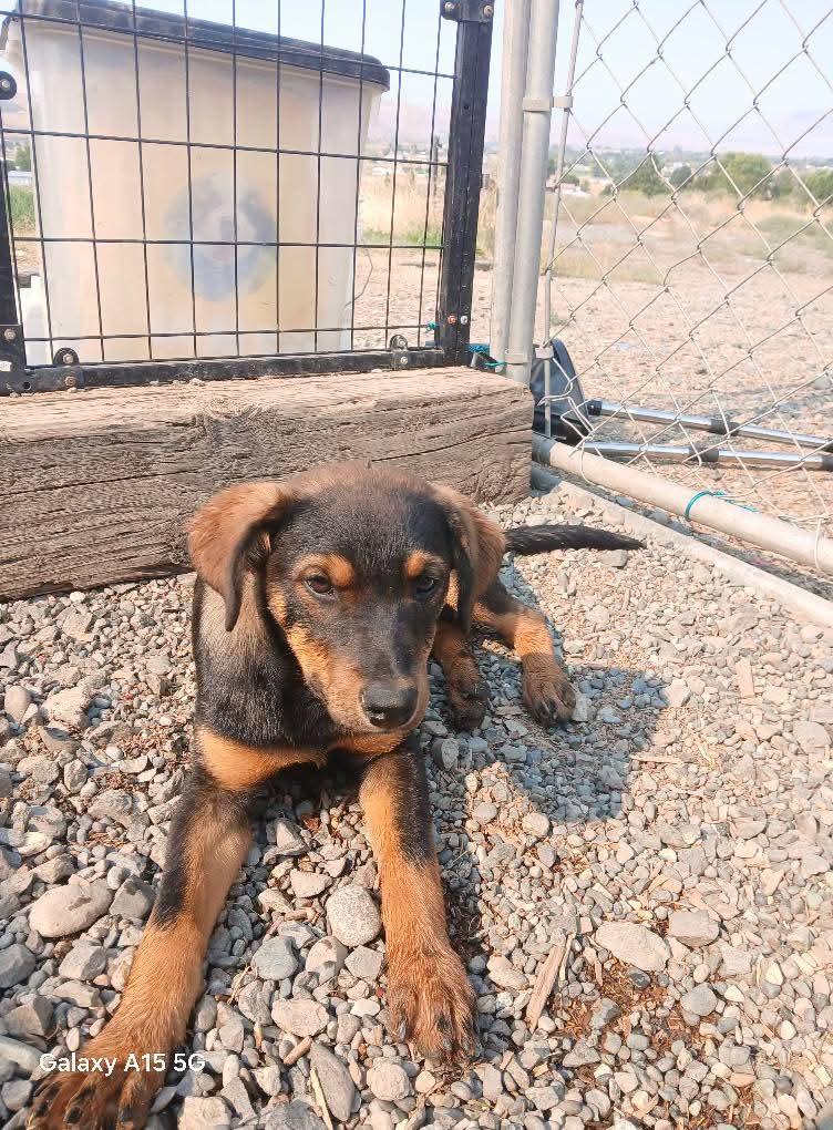 Lucy, Adopted, Young Female Beauceron.