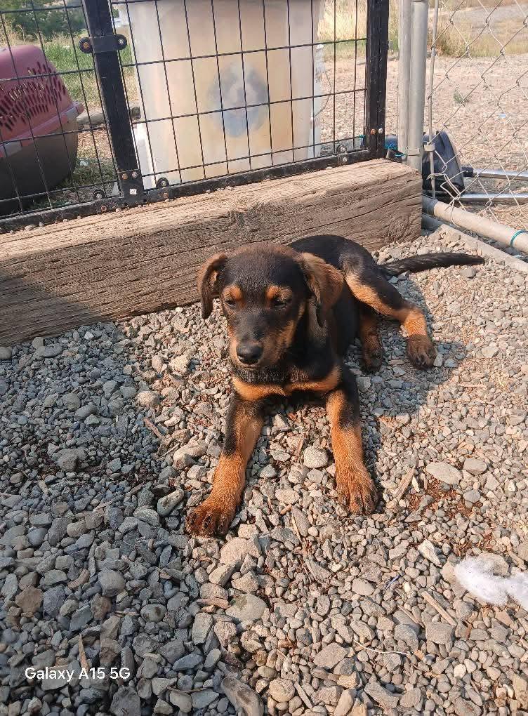 Enlarge Lucy, a Adopted mixed breed in Selah, WA image 2/3