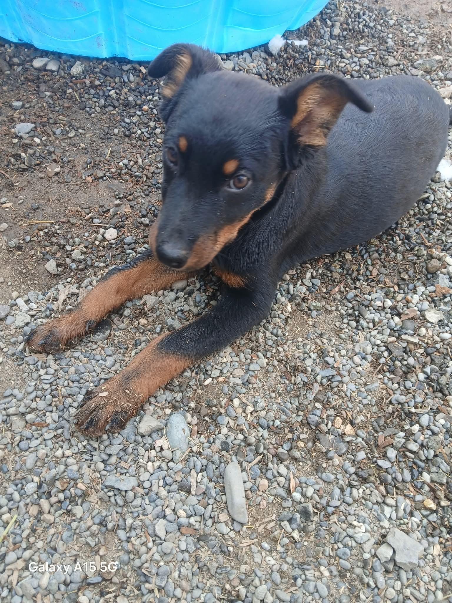 Enlarge Lucy, a Adopted mixed breed in Selah, WA image 3/3