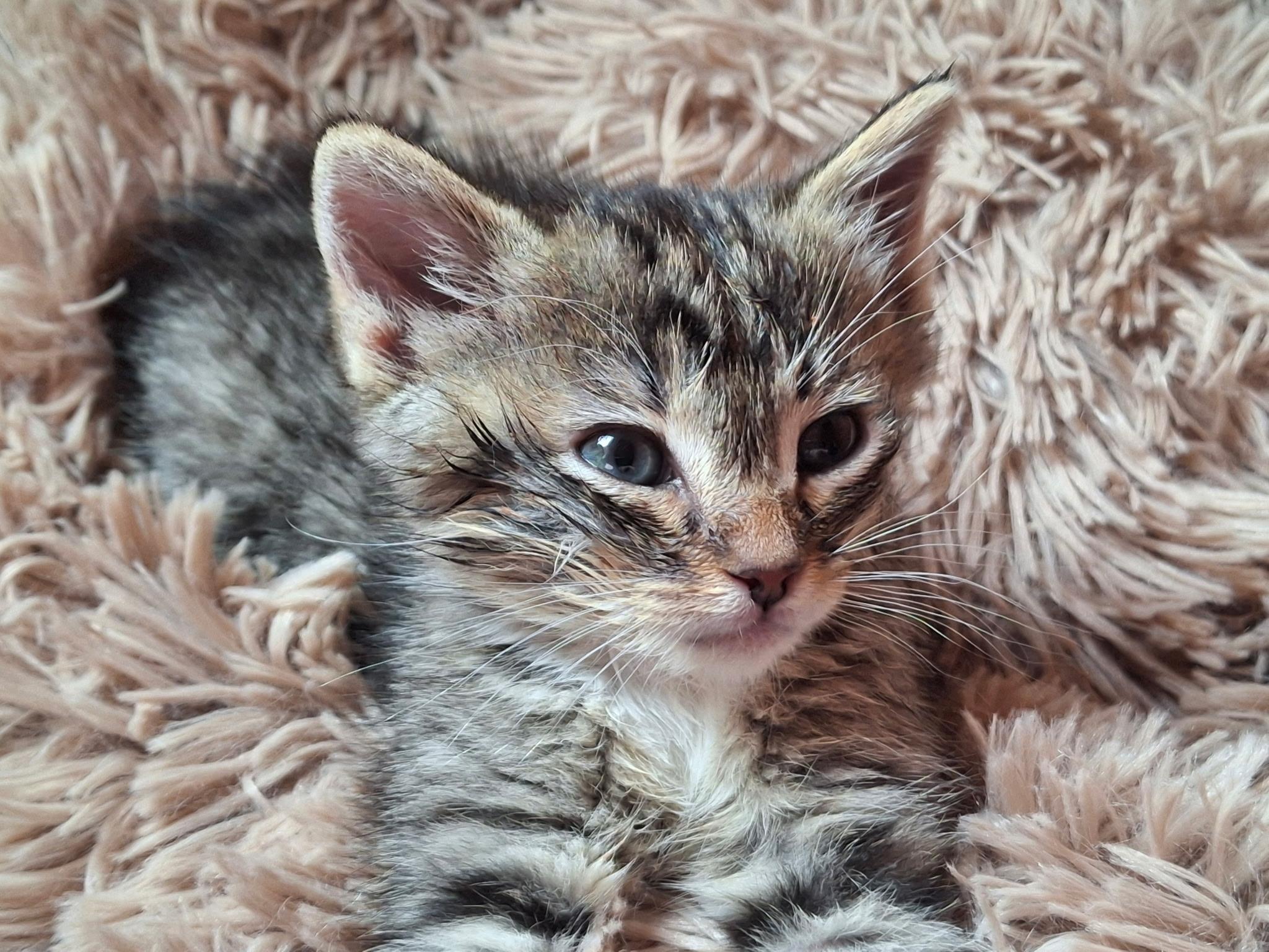 Max, ADOPTABLE, Kitten Male Domestic Short Hair.